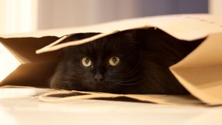 Black cat peering out of brown paper bag lying on its side