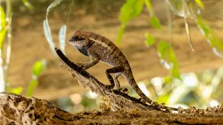 Bearded dragon climbing