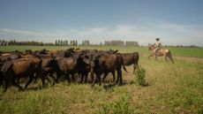 A farmer rounds up cattle on his ranch in Rosario, Argentina. 