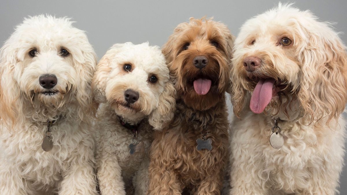 Portrait of four poodle crossbreed dogs