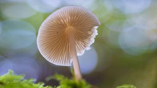 Mushroom close-up