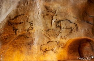 Cave paintings from the Cave of Niaux in southwestern France. Some of the paintings the researchers examined were made 18,000 years ago, and depicted creatures with long horns and large forequarters that likely descended from the steppe bison. In contrast, more recent paintings from about 12,000 to 17,000 years ago show animals with shorter horns and smaller humps, much like the modern European bison.