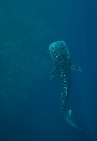 Red Sea whale shark