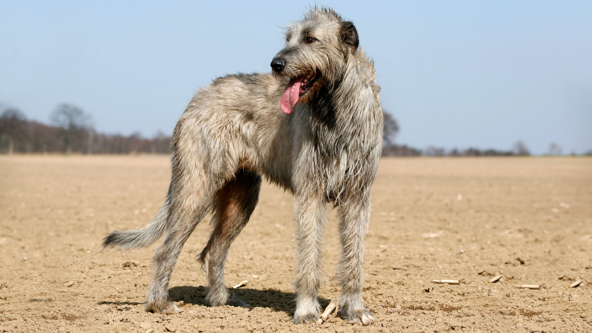Irish wolfhound