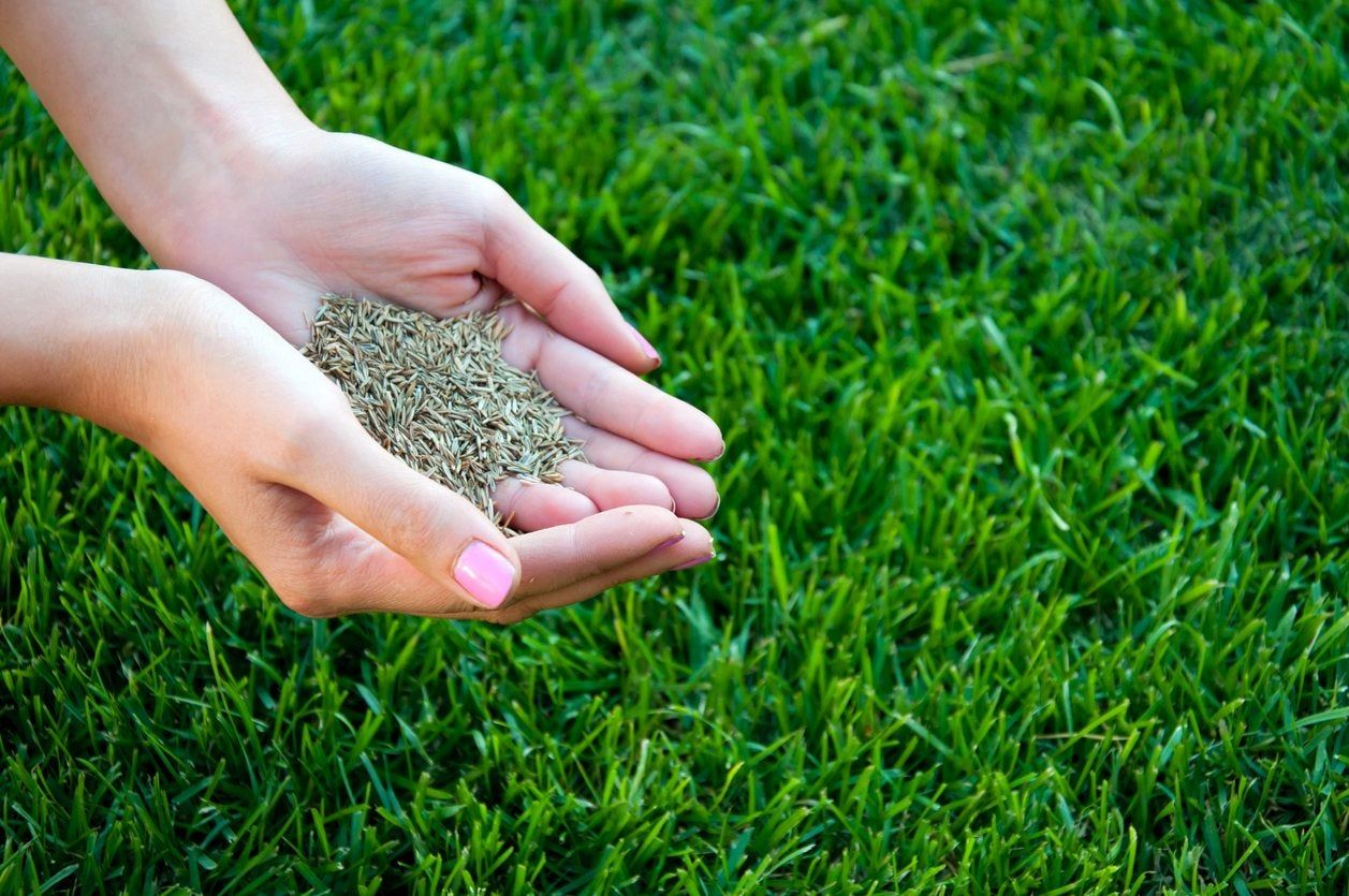 Hands Holding Seeds Over Green Grass