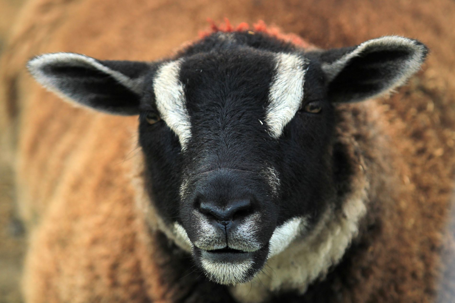 GuruShots - Nature March 2026