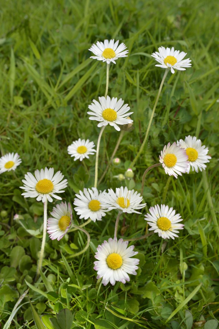 A simple guide to the wildflowers of Britain | Country Life