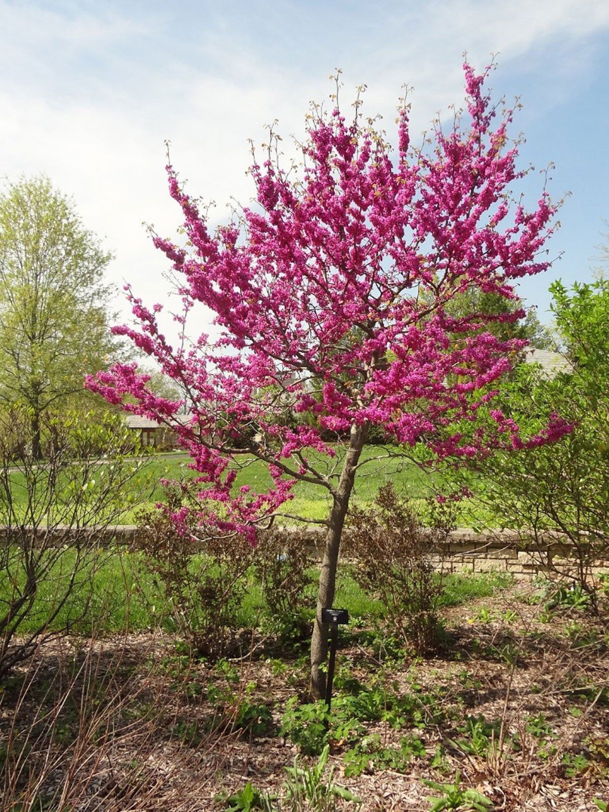 Oklahoma Redbud Planting – Learn About Oklahoma Redbud Tree Care ...