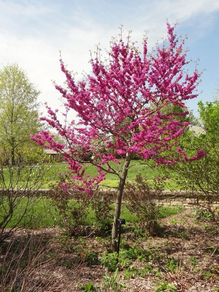 Oklahoma Redbud Tree