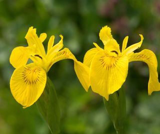 Close up of a yellow iris flower