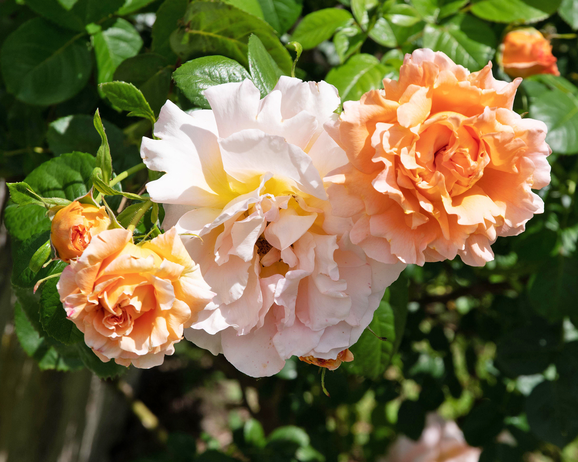 Polka climbing rose