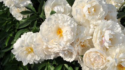 White peony flowers