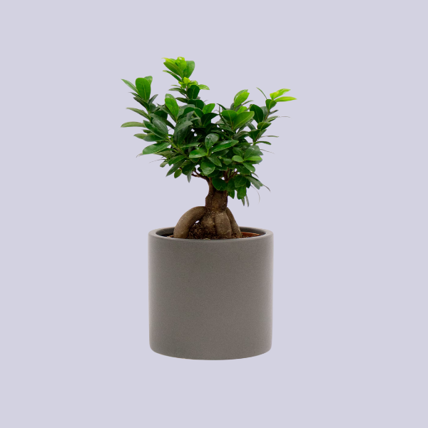 Beards &amp;amp; Daisies, Bonsai Ficus Ginseng