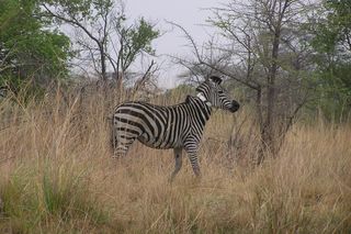A zebra wears a GPS collar, a technology that tracked the animal's movement over a 300-mile journey.