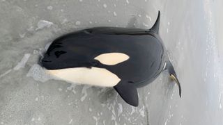 The juvenile killer whale was beached on its side with the tide fast approaching when rescuers arrived.