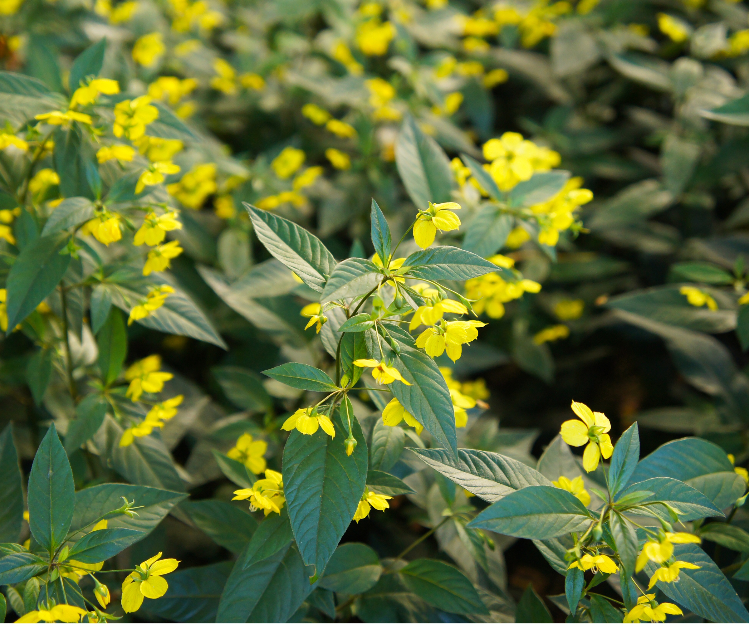 Fringed loosestrife