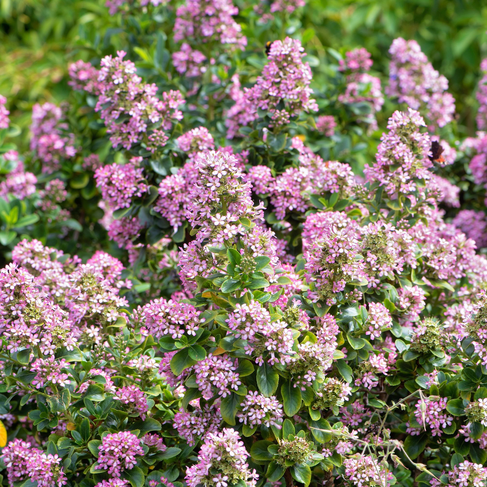 Escallonia garden screening