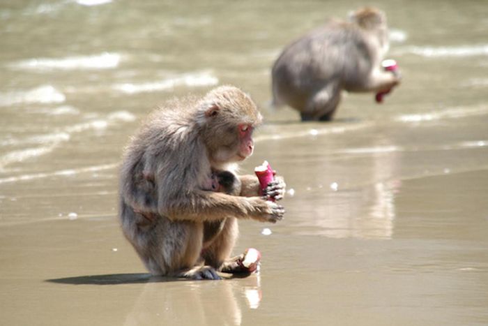 Japanese macaques eating