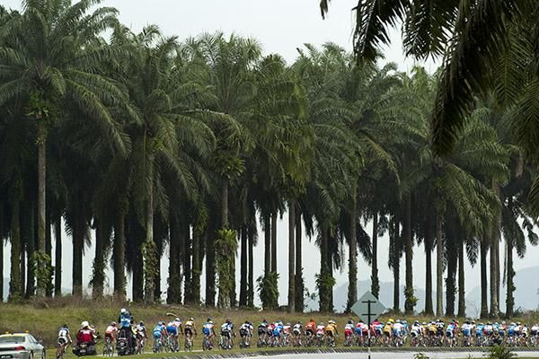 The peloton string-out beside Malaysian Palms on day four.