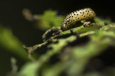 Viburnum Leaf Beetle On A Plant