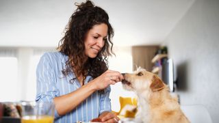 How much does your dog love you? Dog being fed by woman