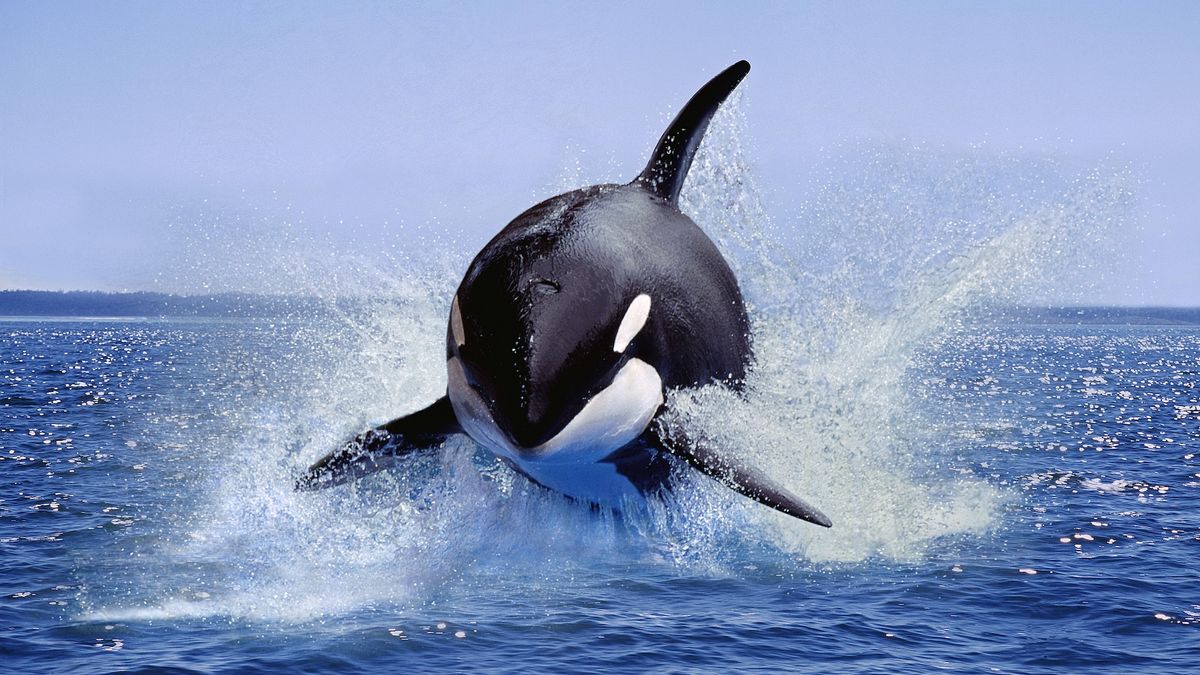 An orca jumping out of the water