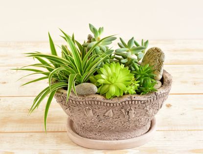 succulents in pots