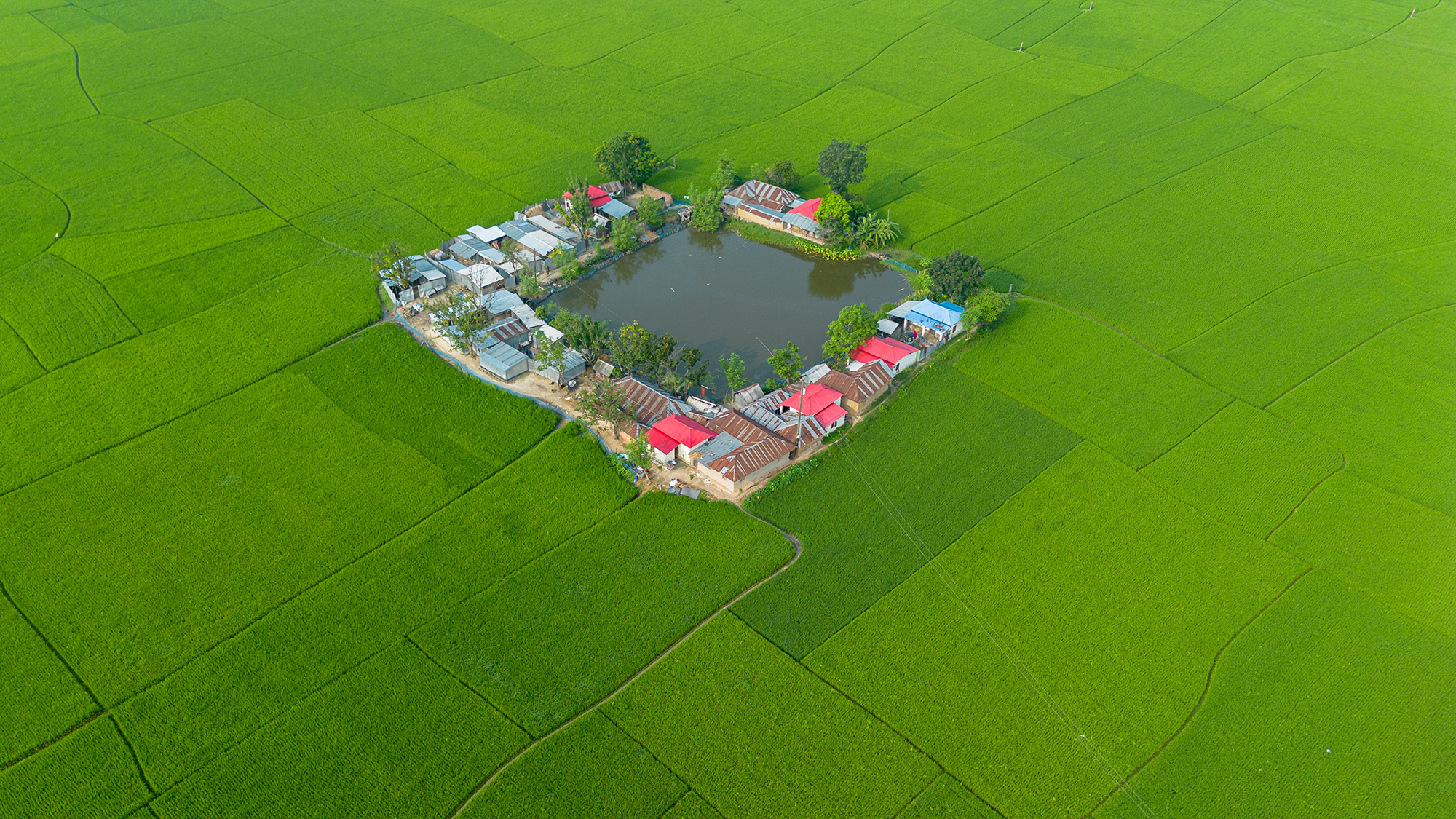 A small village is surrounded by vast, green fields of rice near Rajshahi, Bangladesh