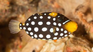 Clown Triggerfish