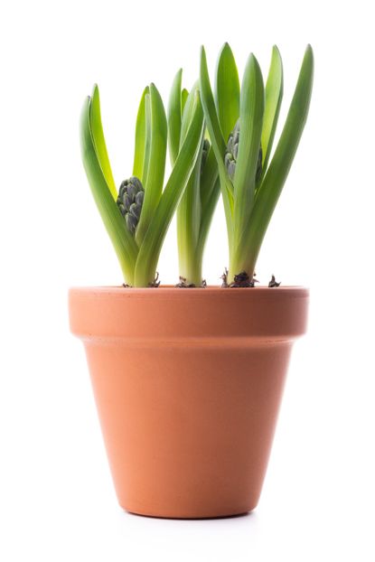 Forced Bulbs Growing In A Pot