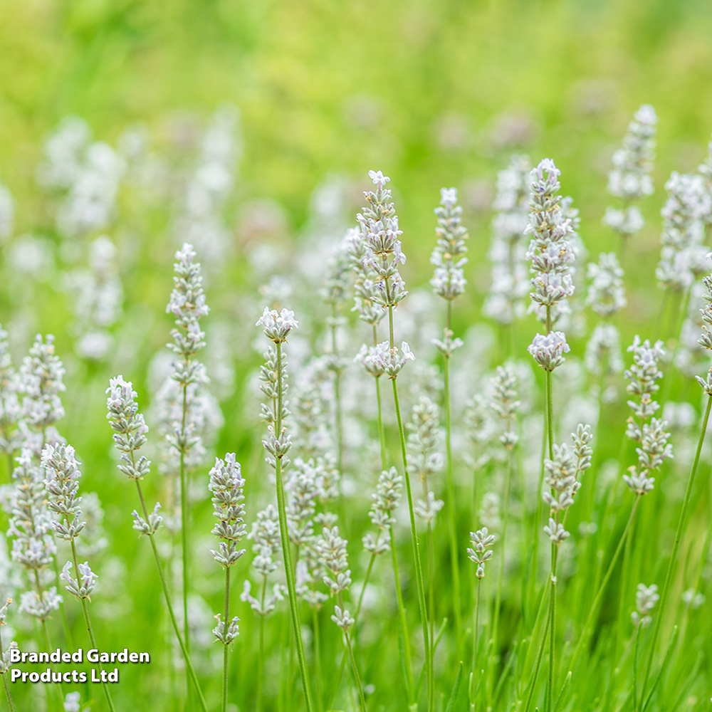 Lavender 'alba'