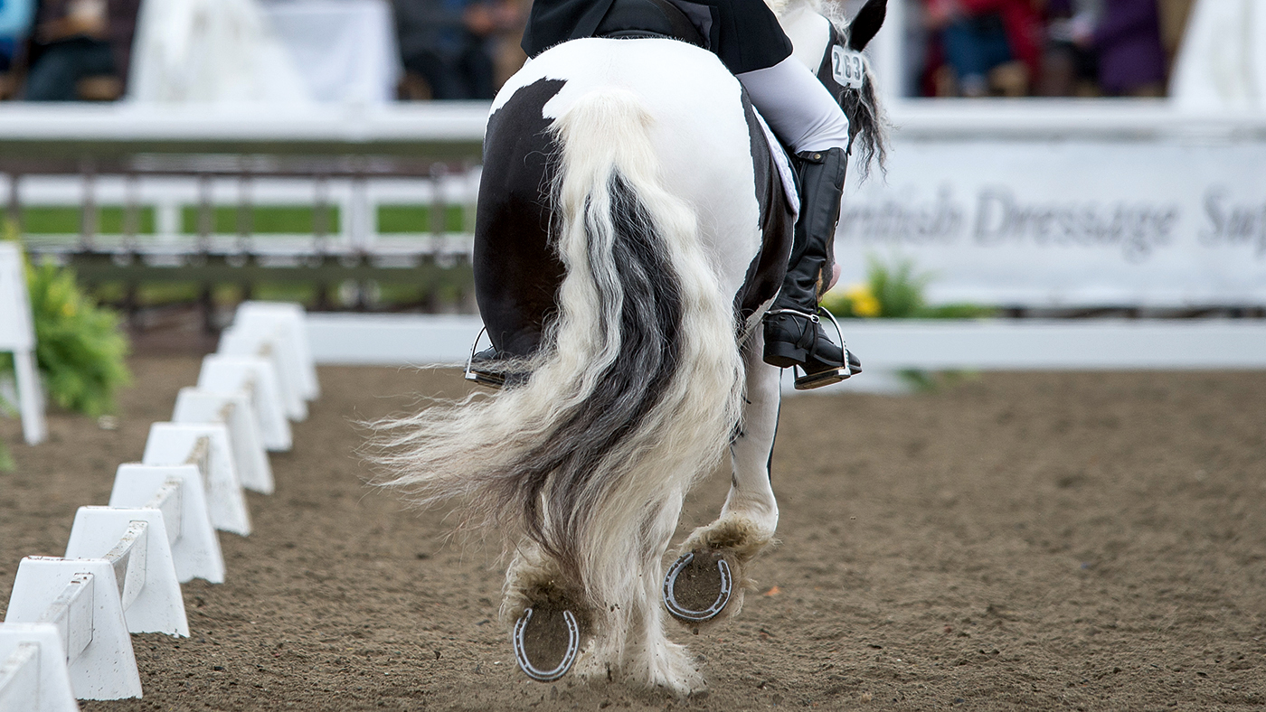 How to get started in affiliated dressage
