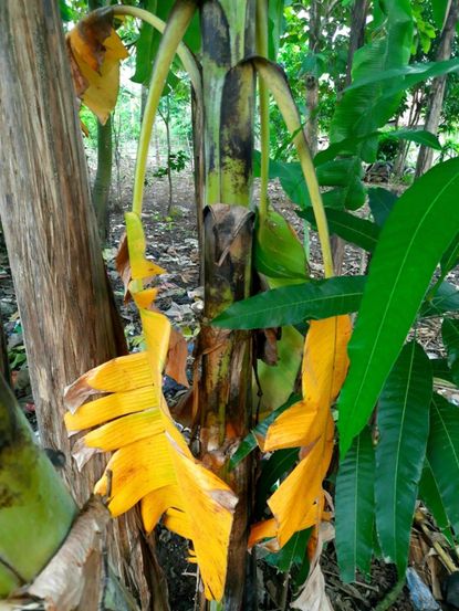 Learning all about banana plants