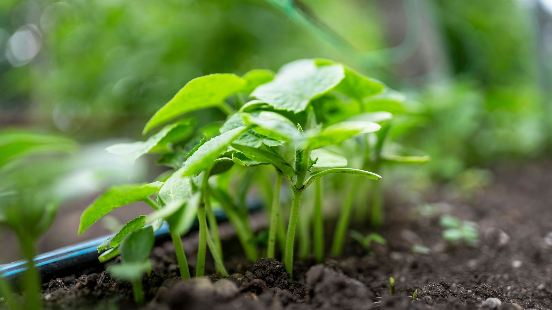 picture of seedings in soil with irrigation system