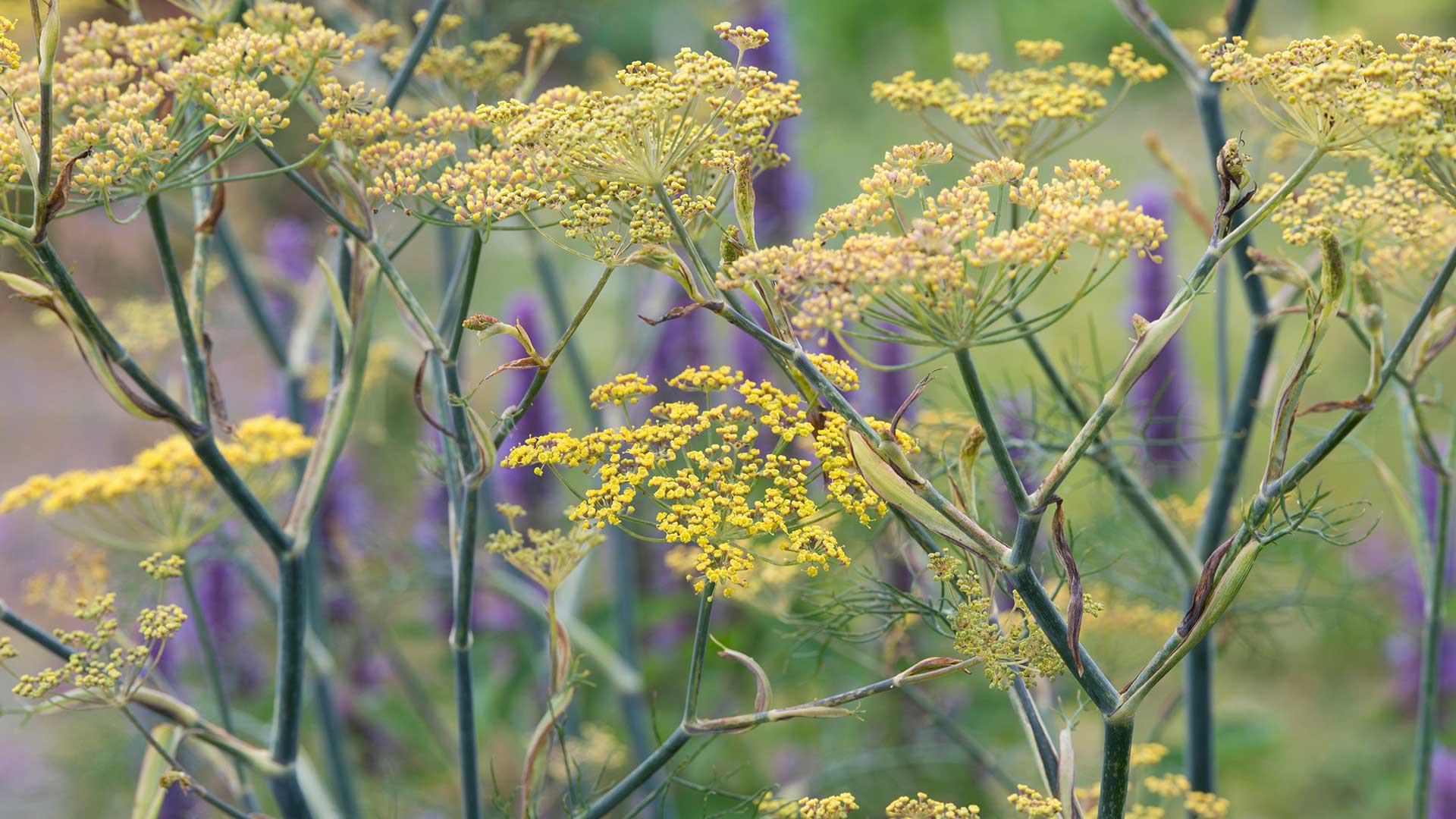 fennel plants in flower
