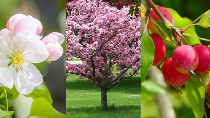 how to plant crab apple trees