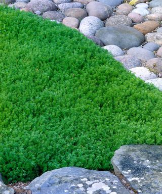 chamomile lawn