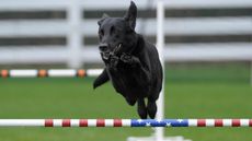 Black Labrador Retriever jumping over stars and stripes bars in an agility trial.