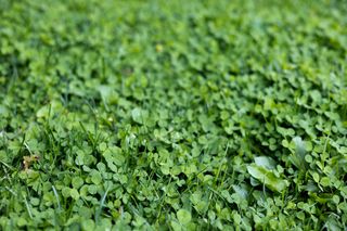 A close up of a lawn of ground clover