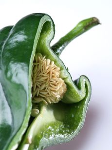 Sliced Open Green Pepper Showing Seeds Inside