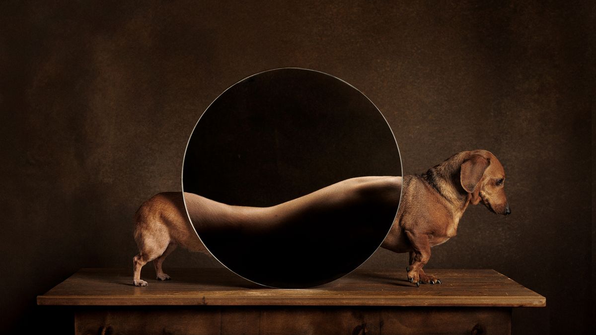 Who’s a good boy then? The International Dog Photography Awards 2024 winners announced!