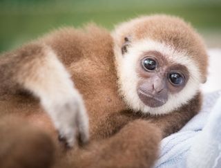 The extinct primate may have looked like a baby gibbon (shown here in a stock image).