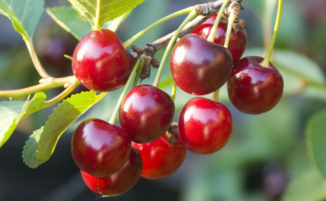 Plant fruit trees in autumn