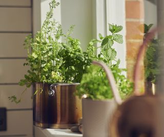 Indoor herb plants on window ledge