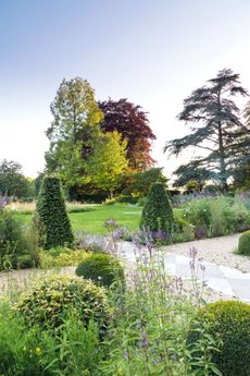 The junction of the terrace and the lawn, with beech pyramids, Veronicastrum virginicum and Verbena hastata f. rosea ‘Pink Spires’. The gardens of Ready Token House, Gloucestershire. ©Mimi Connolly