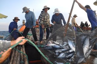 Fishermen collect tuna caught by trawl nets in the Nha Trang Bay in Vietnam.