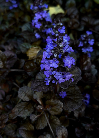 A close-up of black scallop bugleweed