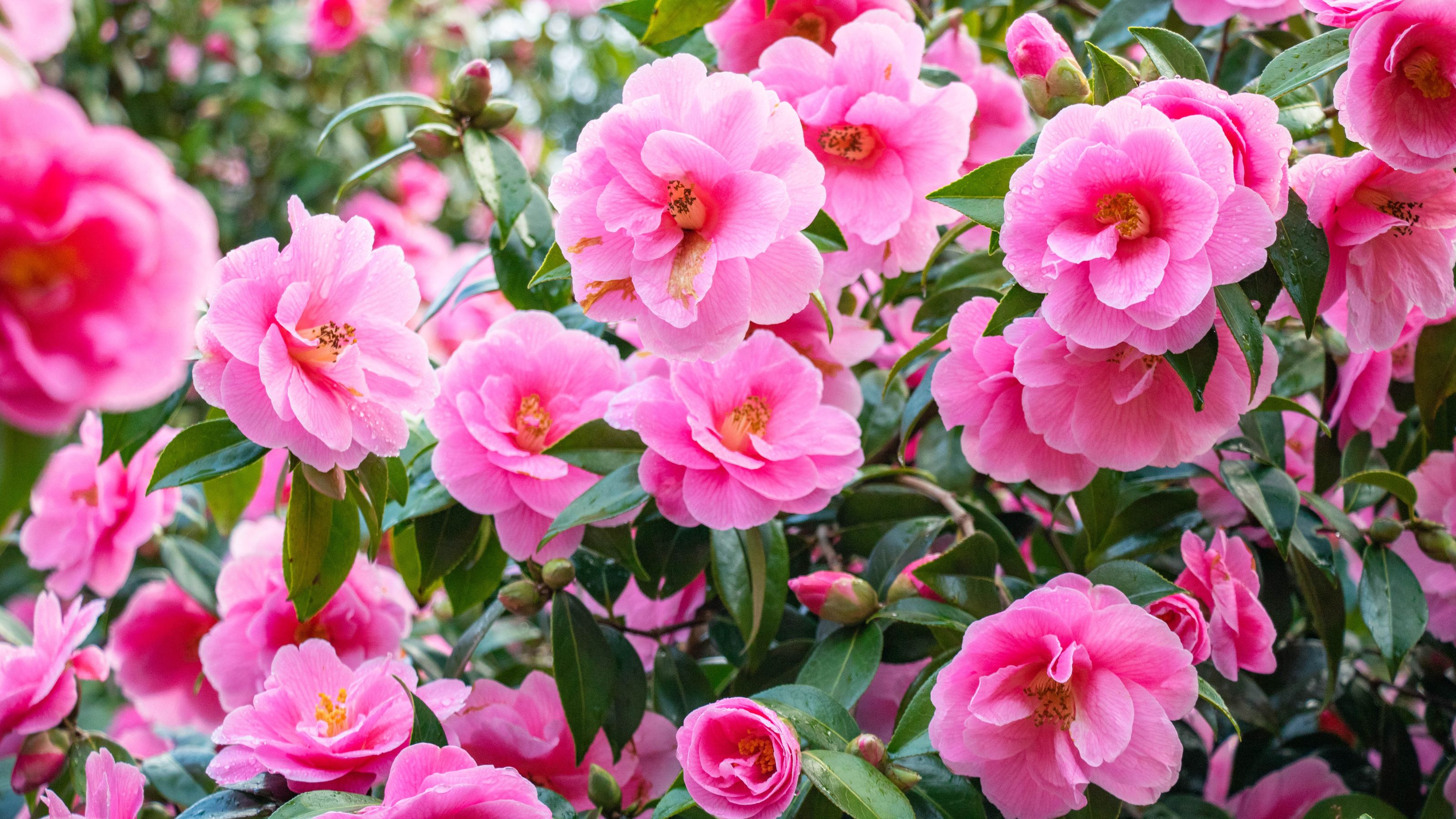 camellias in flower