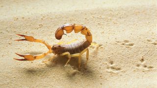 一只蝎子在沙子里
