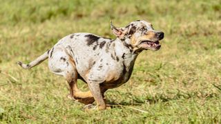 Catahoula leopard dog